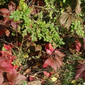 09cd1939ec259b9f94c6d9029ea91654