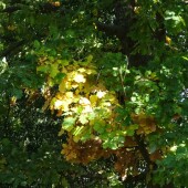 0e2e814542b635b5bb670f99628d3785