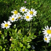 33f31197220052e818bb364c44a00e48