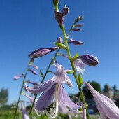 6366d9e73190c7e2db1676fb79329ba3