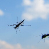 67d0eba440e2eb1bfe39f0d61041f1c0