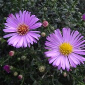 821673ade51d07d5003bbc69d7cae1b9