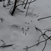 83ce684c2067b0a4ad1dd1e22b9f9950