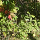 9fd4b97e77ea255f904c17ca0e9da8e8