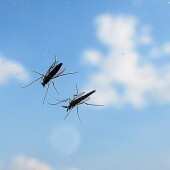 c21747dcc038afdc6517856188cc3498