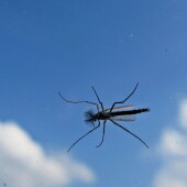 ec22e4c12dcf83fa04a6f9f8a06b8ef9