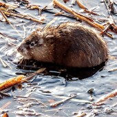 490f90ab34ad91b2f1d11d80dfe99e5b