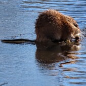 d16d88305d284a94f2aef1e6442311af