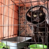 08c1ad827ed336843a83fd5b185a742e