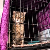 55b616d175c9dced4bc85a5190ad99a9