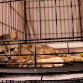 753092bad6ea8cdc576801ea2aa6ab11