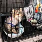 8c5ae212099632ca342ce25e780b7838