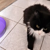 fe2bbd9a7cc3f5892e7287eef1ff277d